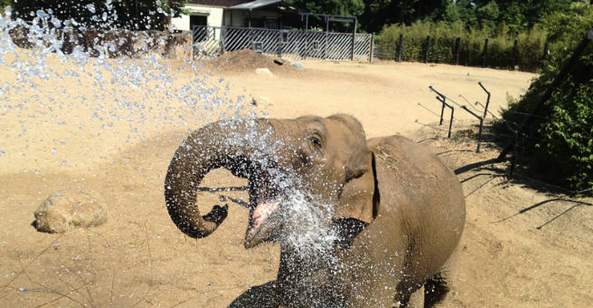 How The Animals In Dublin Zoo Are Keeping Cool 