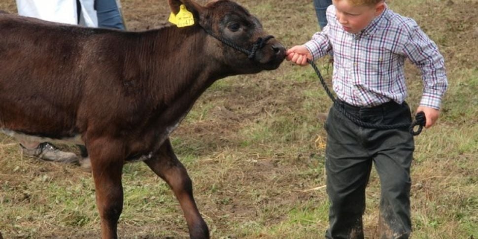 Showing cattle 