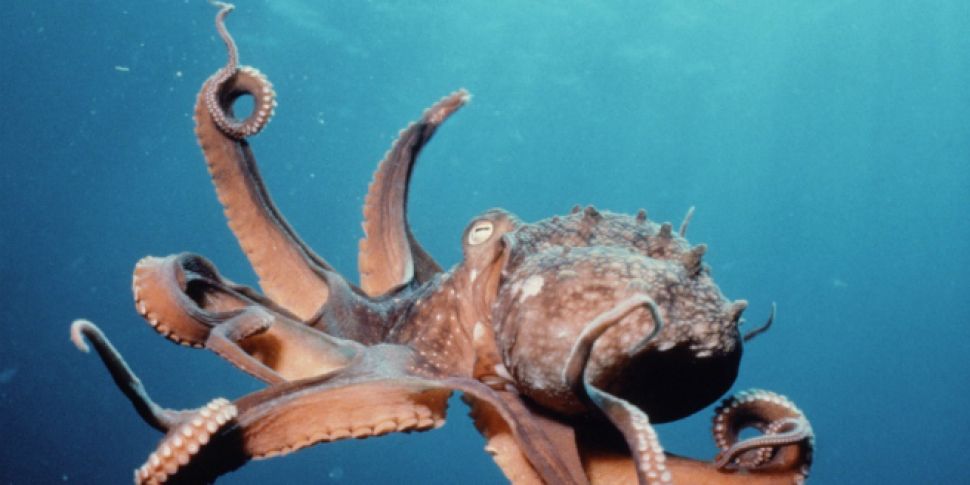 Octopus!: The Most Mysterious...