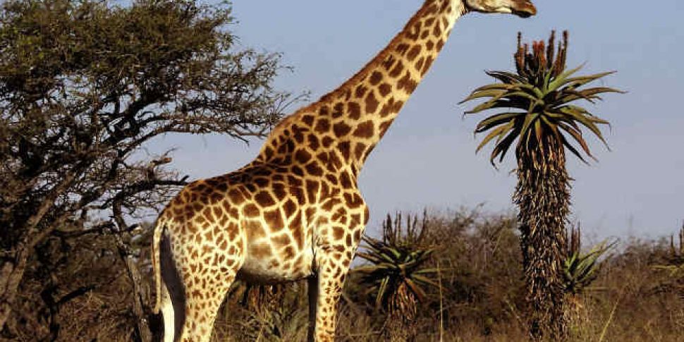 Why Marius the giraffe had to...