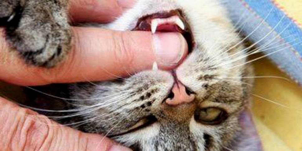 How cat bites are linked to de...