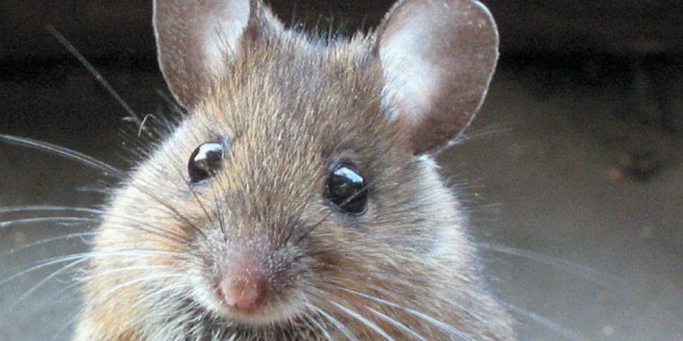 Lab mice prefer women