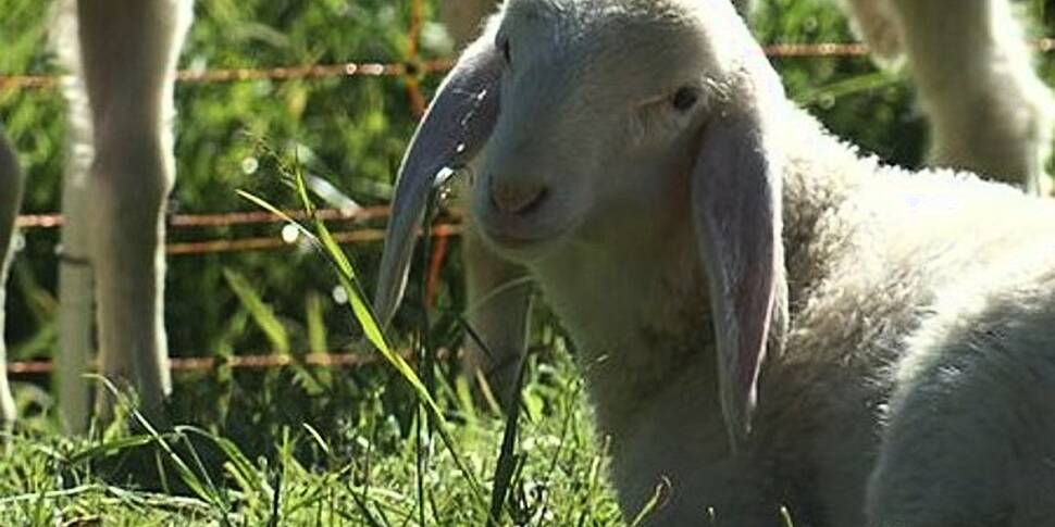 Weaning lambs