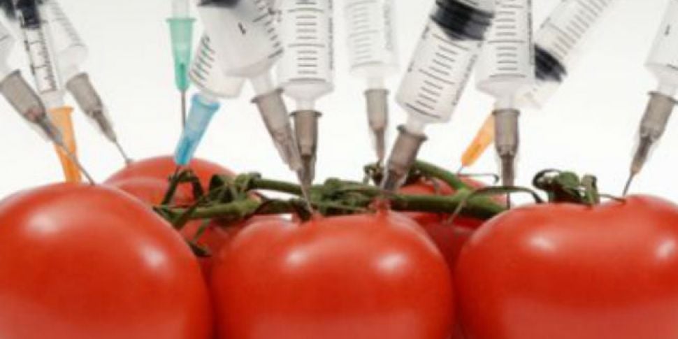 GM Foods:  Saviour or Satan?