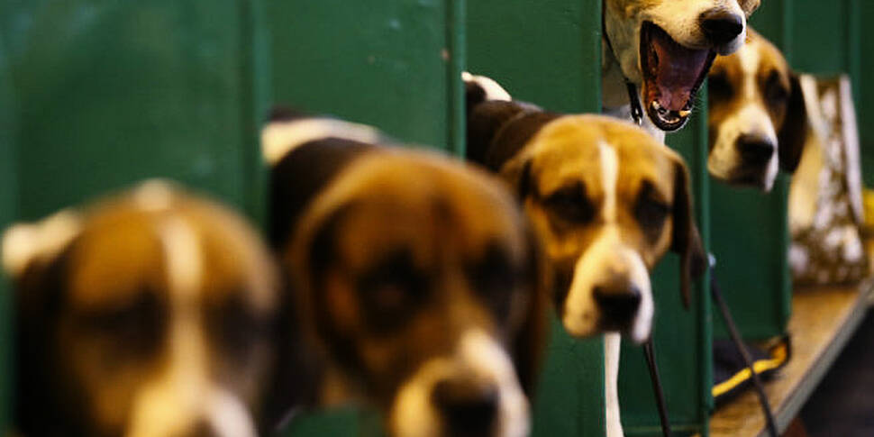 Inside Crufts: Pete the vet on...