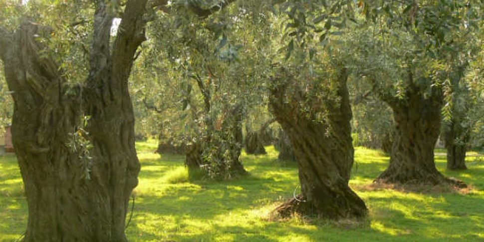 Italy&#39;s olive trees ar...