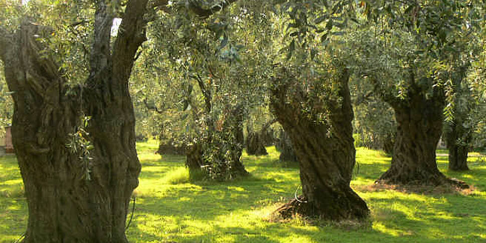 Italy&#39;s olive trees ar...