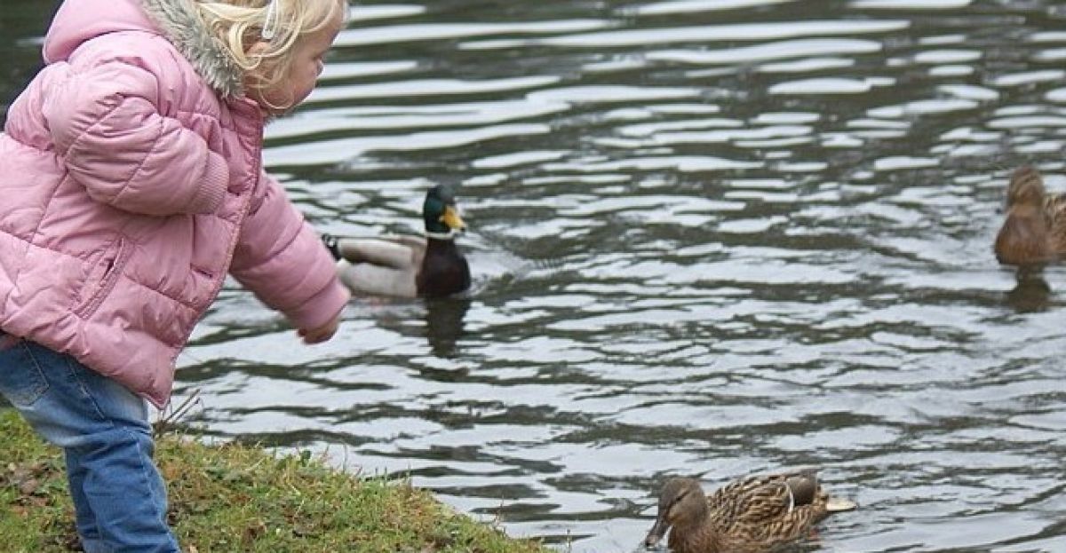 What should you feed ducks? Newstalk