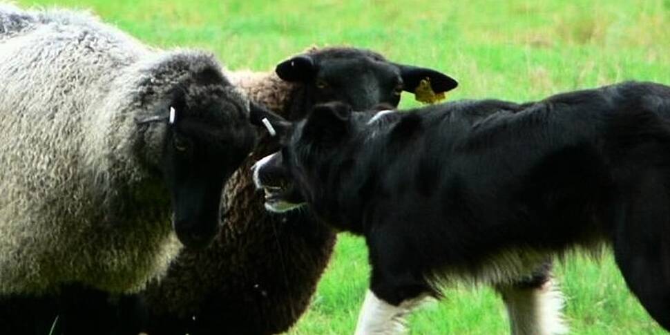 The sheep dog: A farmer’s best...