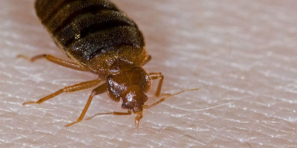 Bed bugs: there&#39;s no e...