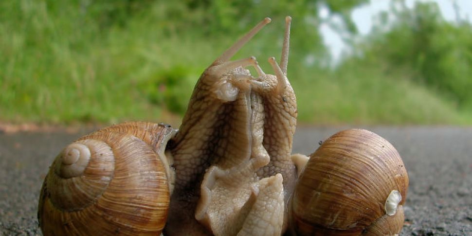 Snail sex and more things foun...