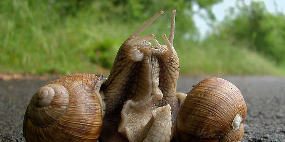 Snail sex and more things foun...