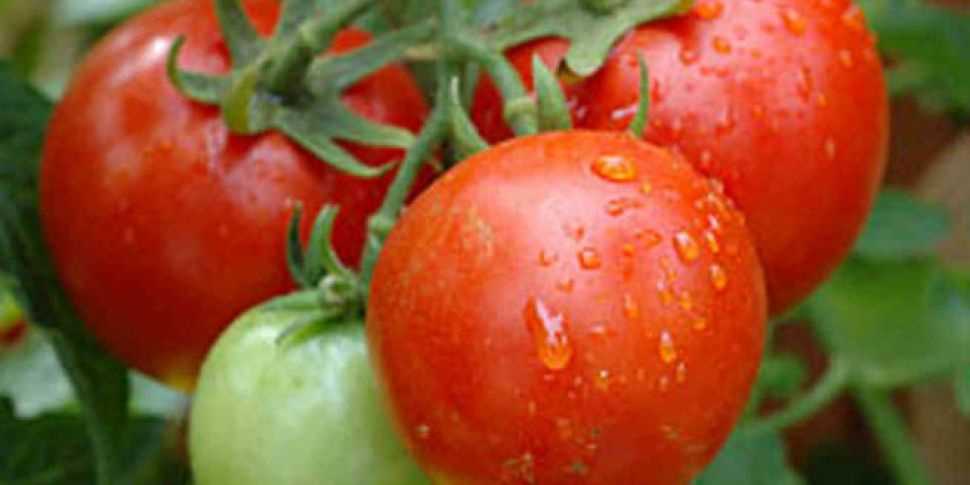 Food Slot: The Irish Tomato -...