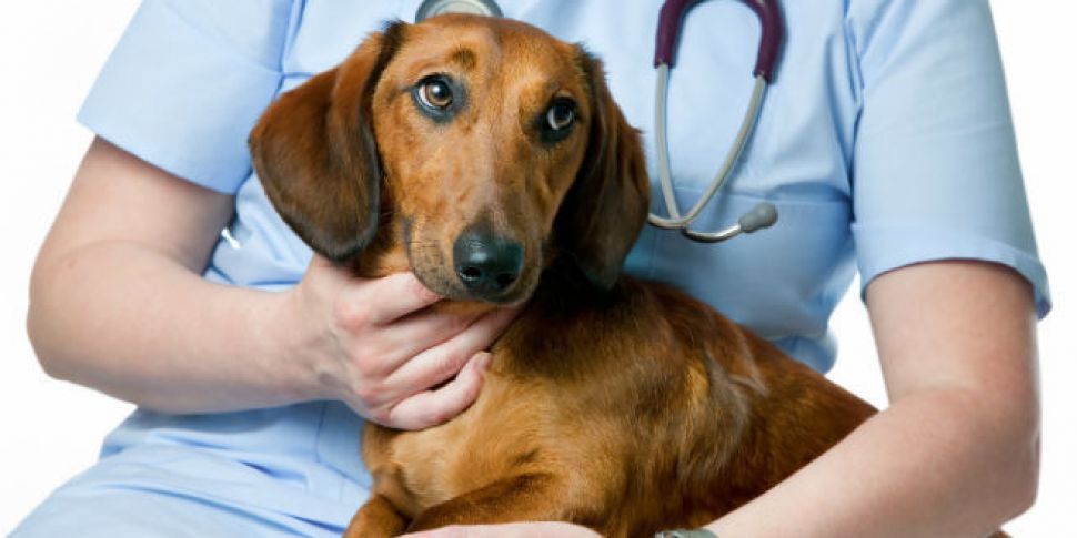 Diabetic pets and why one dog...