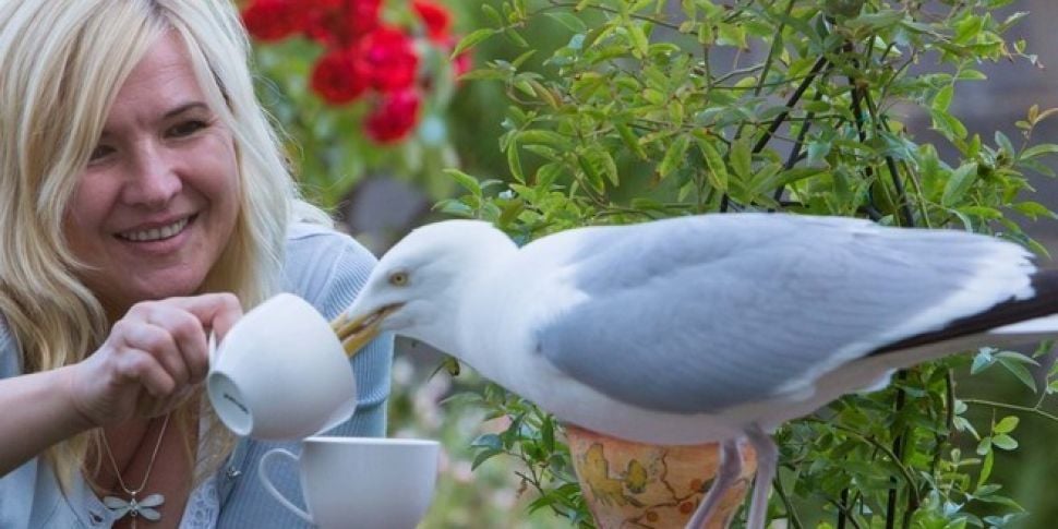 Henry meets the Seagull who dr...