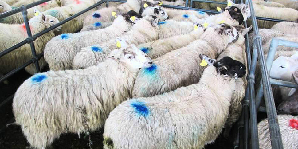 Farming Slot: Selling lambs &a...