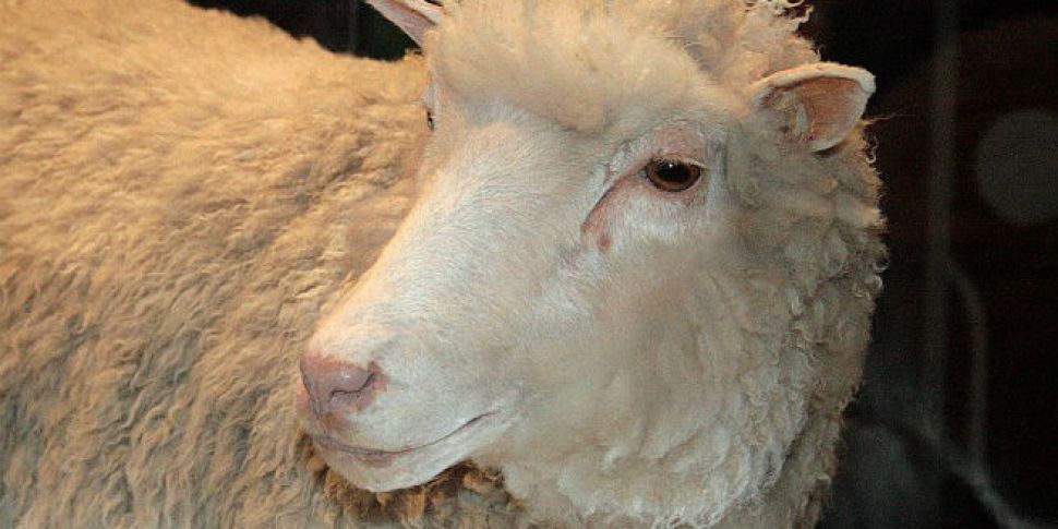 EU ban on cloning animals exte...