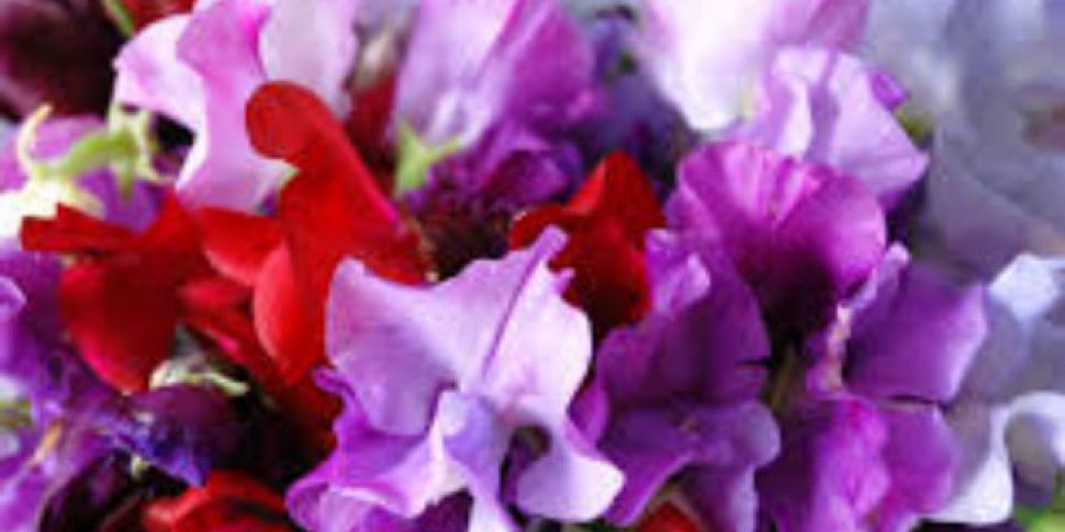 Sowing sweet peas and winter-p...