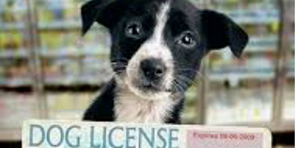 what is a dog licence for