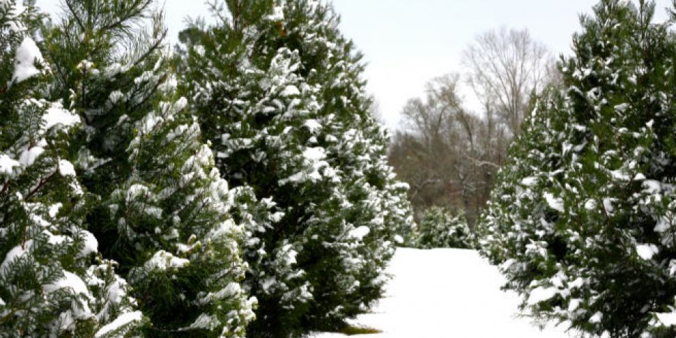 Farming: Christmas trees, Euro...