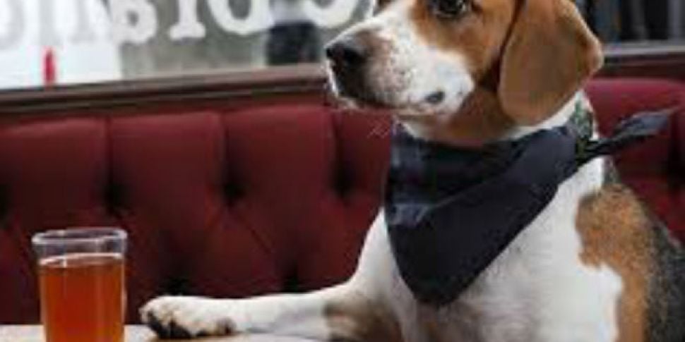 Bringing your pooch to the pub...