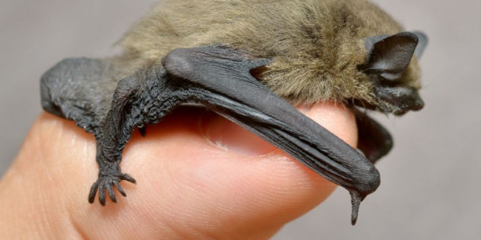 Could Bats Hold the Secret to...