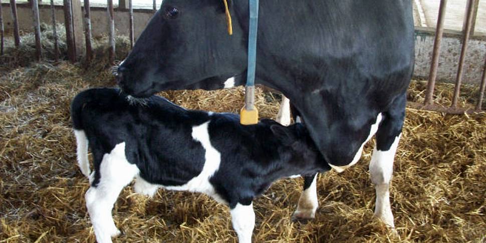 Farming: start of the calving...