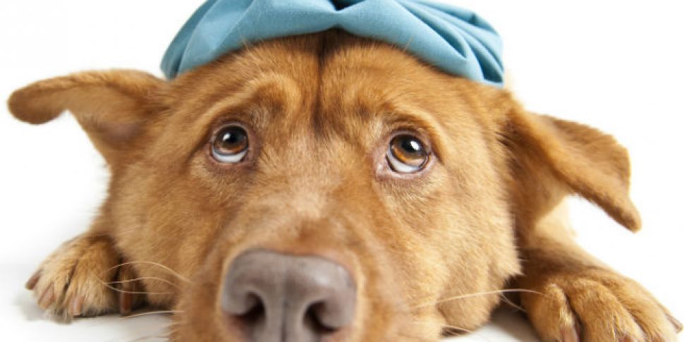 Is your pooch feeling poorly? 