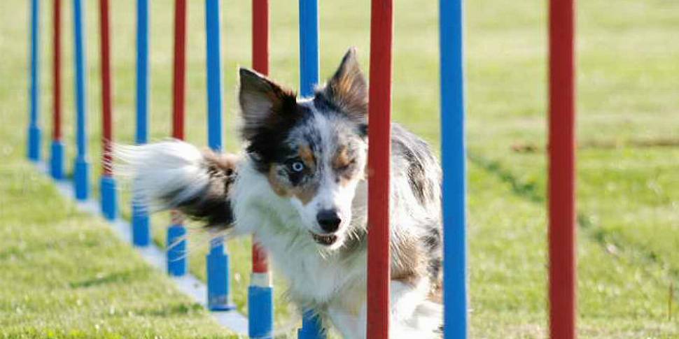 Crufts: The good, the bad, the...