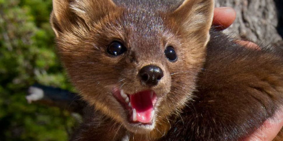 Farming:&#34;Pine Martens...