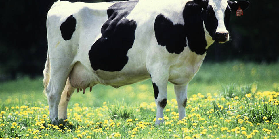 What can dairy farmers do abou...