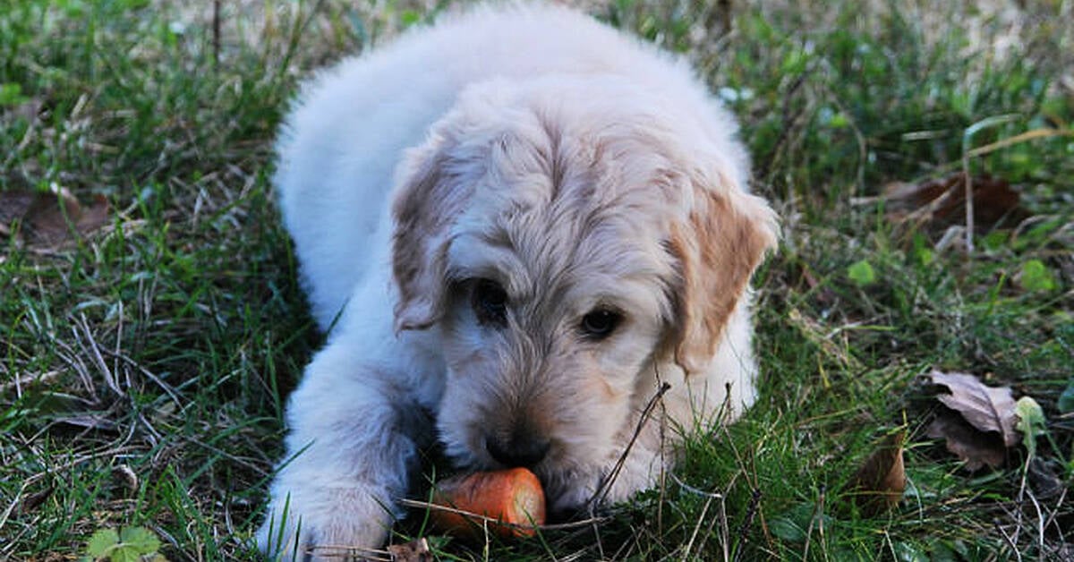 are vegetarian diets for cats and dogs safe