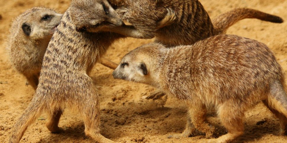 Competitive eating in Meerkats