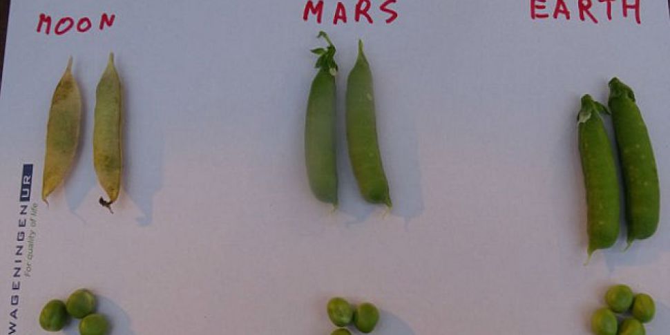 Can we grow vegetables on Mars...