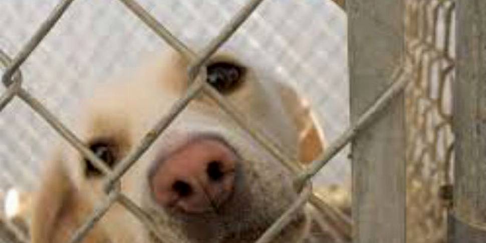 Five dogs a day euthanised: ca...