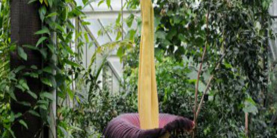 The Corpse Flower