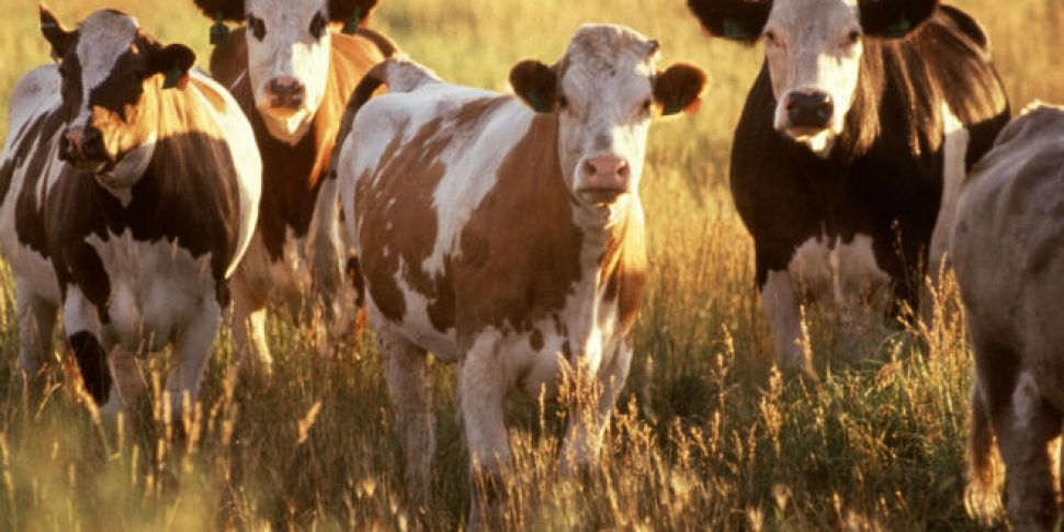 Farming: Lamb hides and cattle...