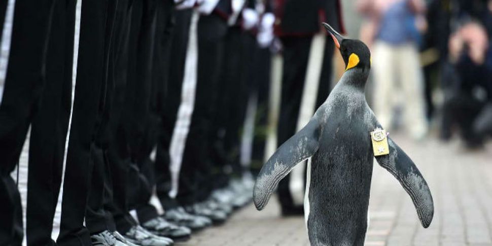 The Military Decorated Penguin