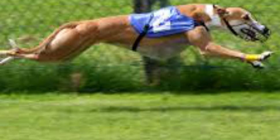 Should Ireland ban greyhound r...