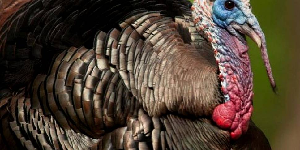 Gobble Gobble Gobble, Turkeys...