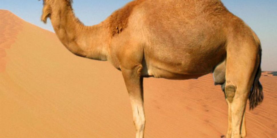 Camel pee, newsround and geoen...