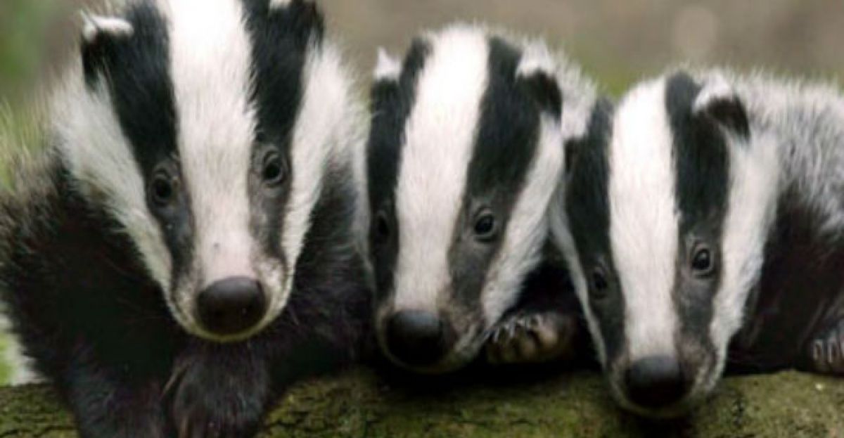 Science The Sex Lives Of Badgers Newstalk
