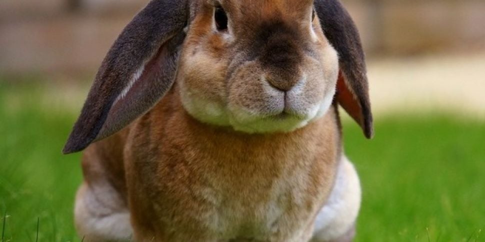 Farming: Rabbit farming in Ire...