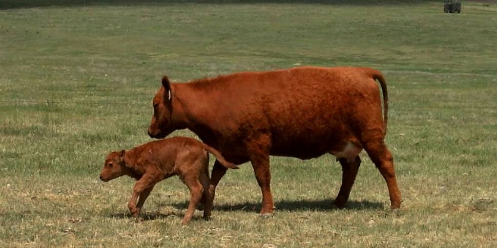 It&#39;s calving season on...