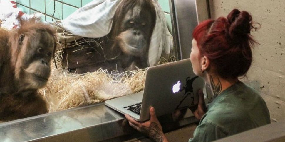 Tinder for orangutans