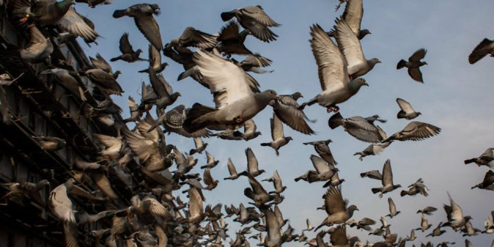 Pigeon Racing