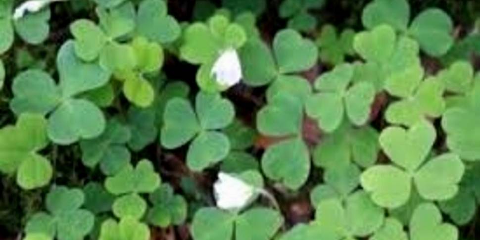 Growing those lucky shamrocks