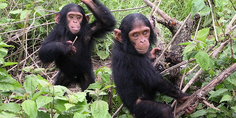 Should chimps have rights and...