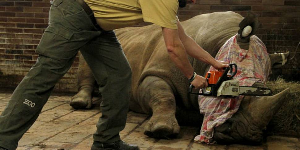 Rhino horns removed in Czech Z...