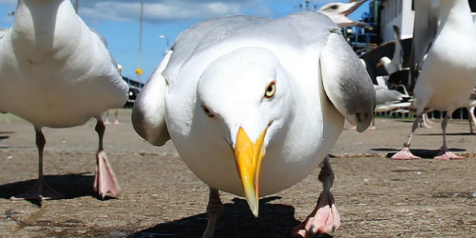 Are seagulls attacking people?